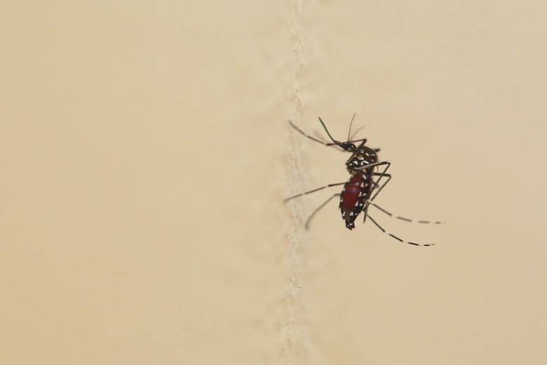 Le cas de dengue détecté à Fonsorbes est autochtone.