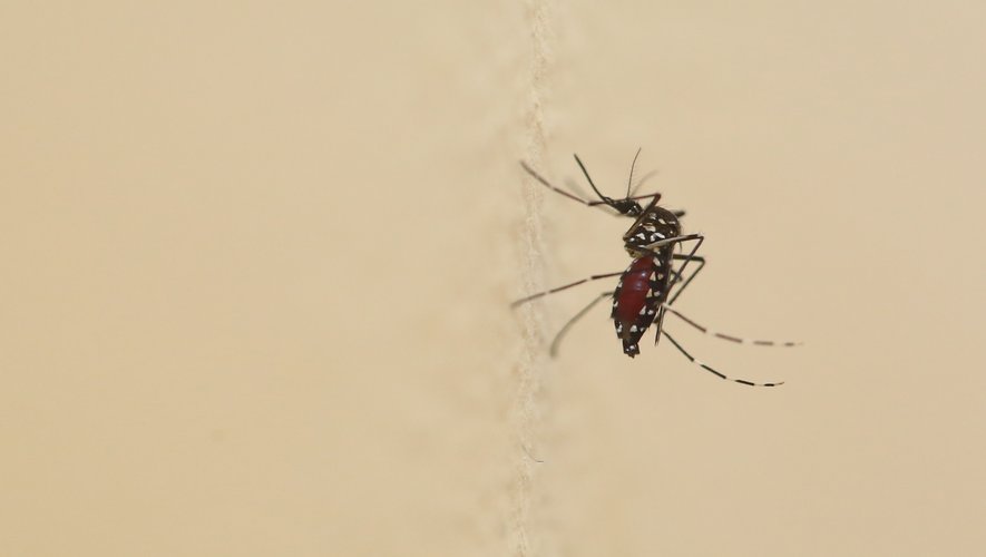 Un premier cas de dengue autochtone détecté près de Toulouse, l’ARS appelle à la vigilance