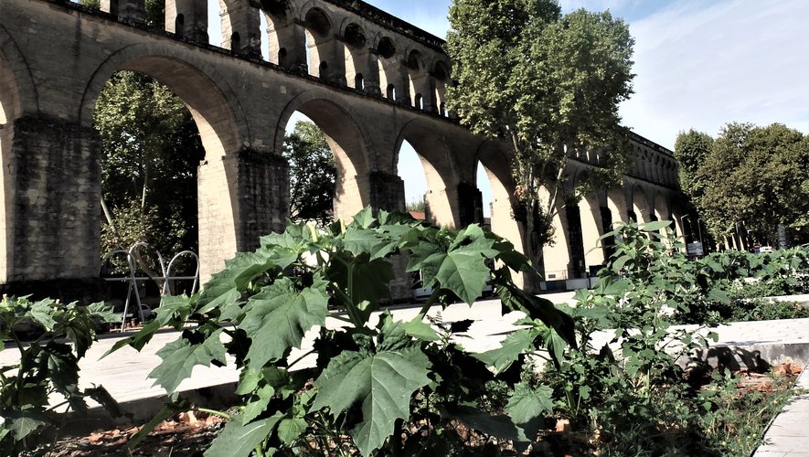 La place Max-Rouquette inaugurée à Montpellier lors des Journées du patrimoine