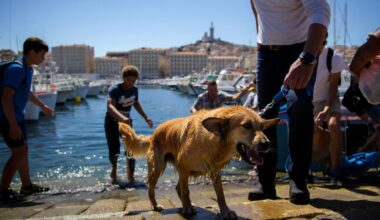 À Marseille un chien sauve son maître tombé dans le Vieux-Port «il a plongé sans réfléchir c’est un héros à quatre pattes»