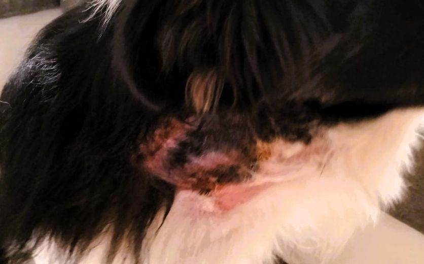 Vulcain, un Border Collie âgé d’un an, a été attaqué à la mâchoire