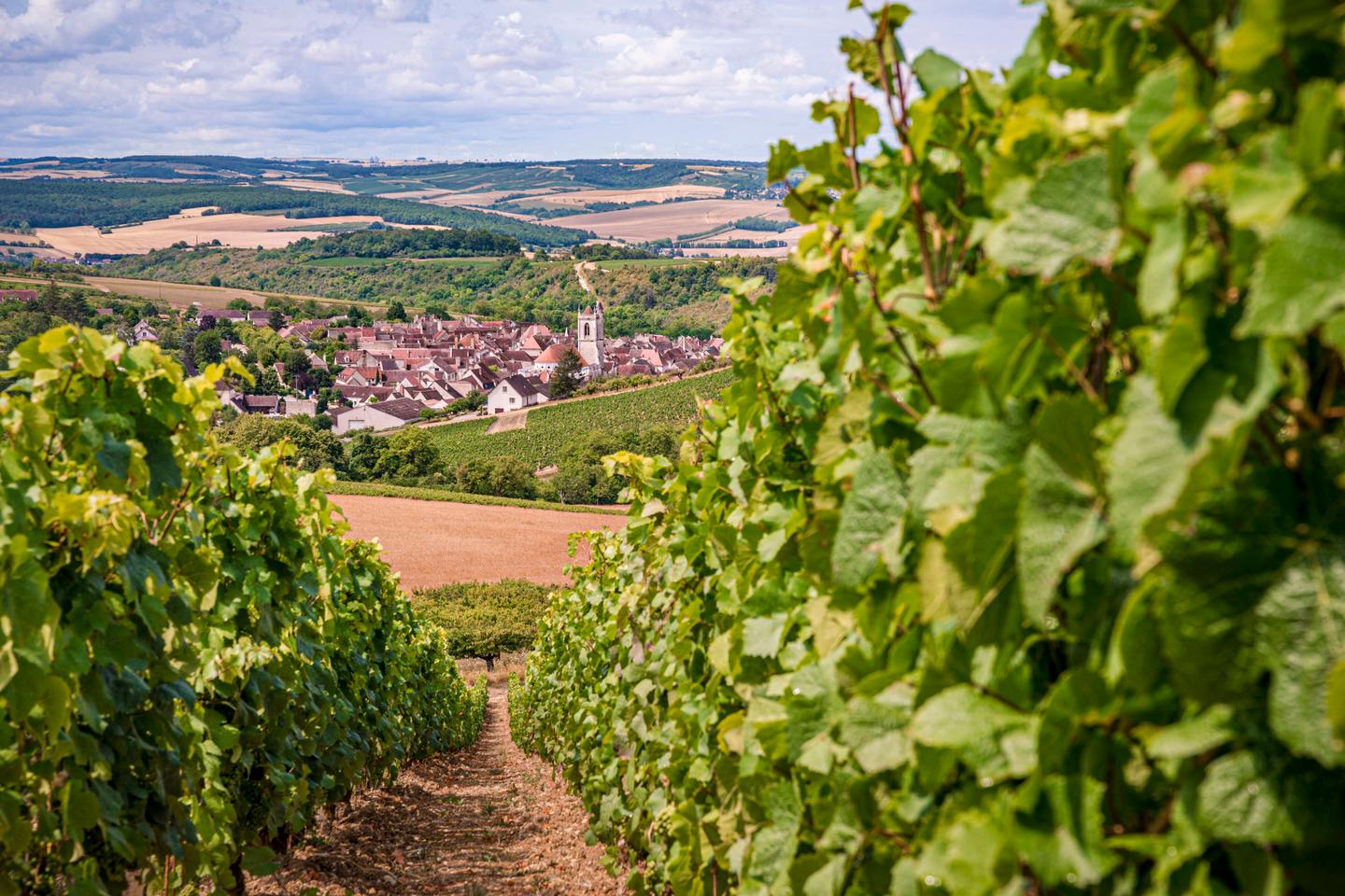 une étude d’ampleur vient confirmer la surexposition des riverains des vignes