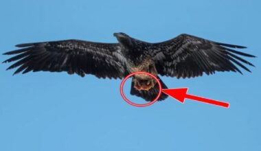Il photographie un aigle : ce qu’il tient dans ses serres est ahurissant