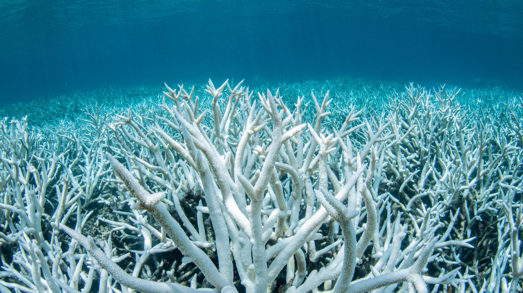 Une septième « limite planétaire » vient d’être franchie, la Terre est en train de devenir inhabitable