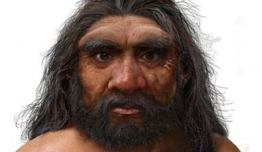 Les connaissances sur Homo sapiens bouleversées par cette étude d’un crâne vieux d’un million d’années