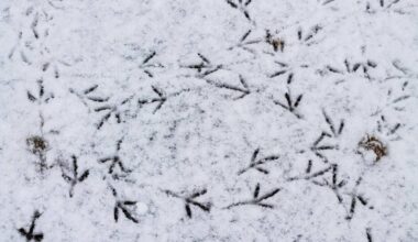 «Le Sergent dans la neige», de Mario Rigoni Stern: une étincelle d’humanité au cœur de la guerre