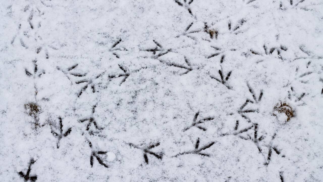 «Le Sergent dans la neige», de Mario Rigoni Stern: une étincelle d’humanité au cœur de la guerre