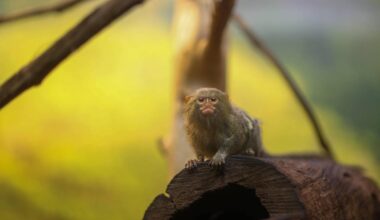 des singes de laboratoire s’échappent dans la nature après un cambriolage