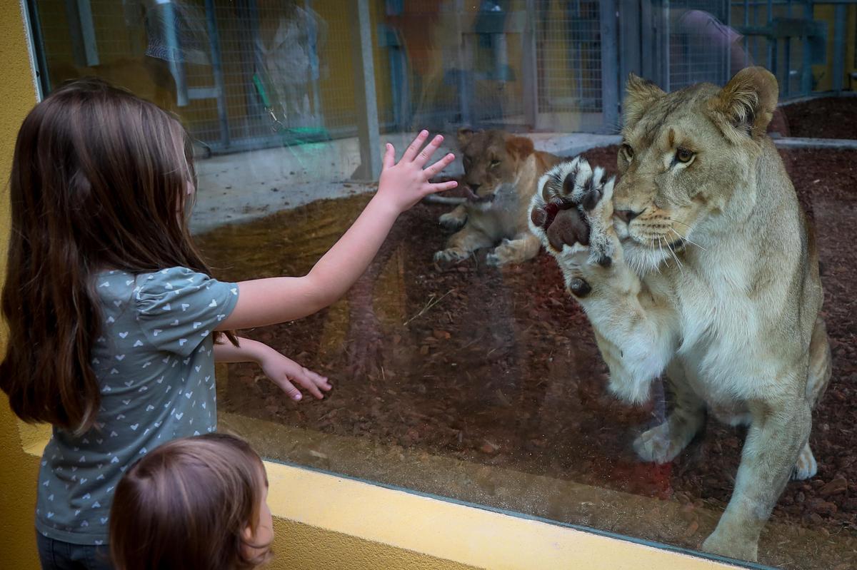 hygiène, sécurité, burn-out… D’anciens salariés dénoncent la gestion du parc animalier