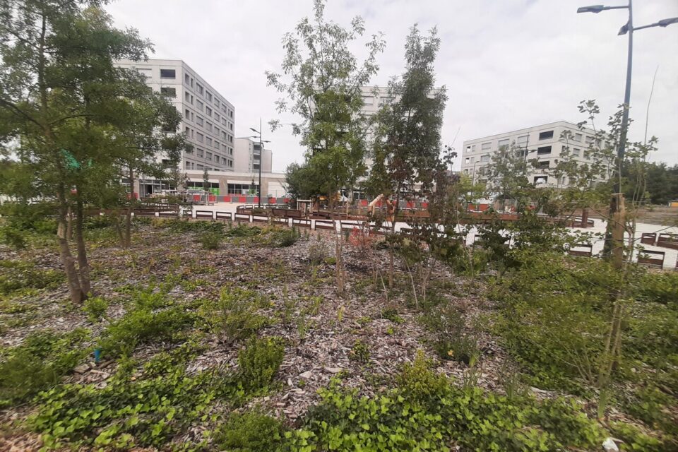 A la différence d'autres places situées dan sles faubourgs de Toulouse, la future place Nina Simone disposera d'entrée d'importants ilôts de verdure. 