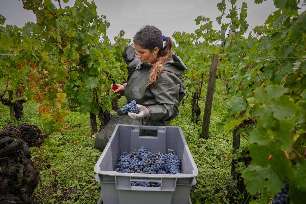 au château Latour, des vendanges taille patron