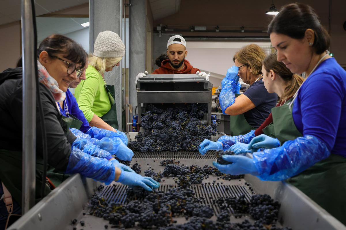 Une soixantaine de personnes trient à la main le raisin qui arrive dans le chai.