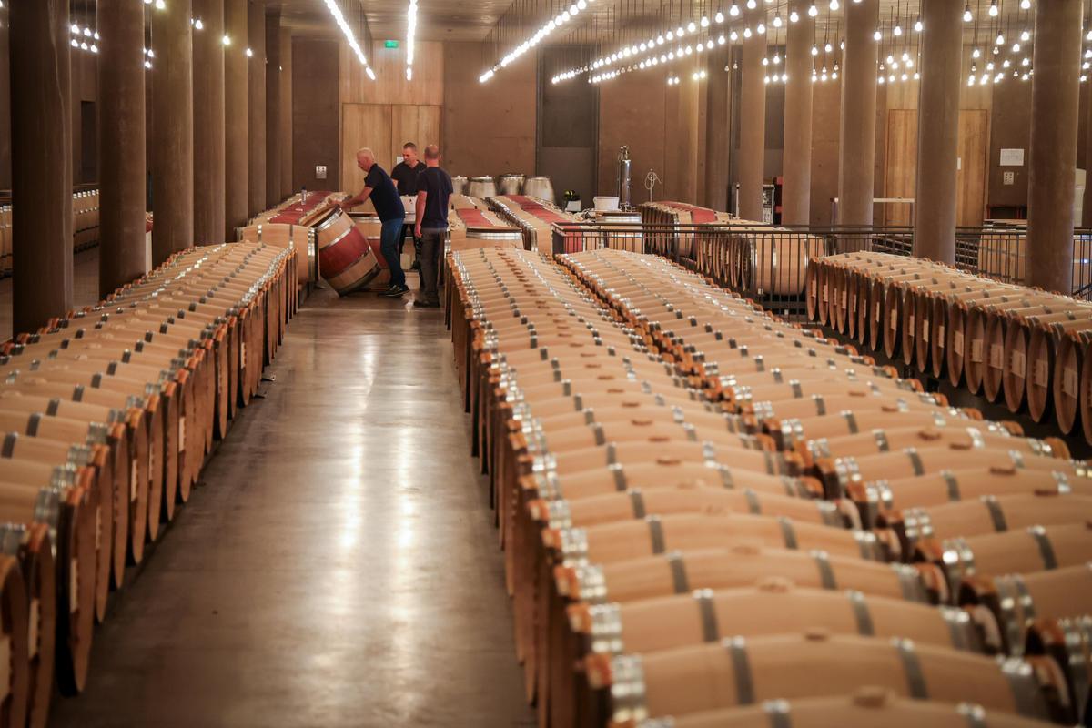 Le vin de ce millésime 2025 sera mis en barriques début janvier, pour une durée de dix-huit mois.