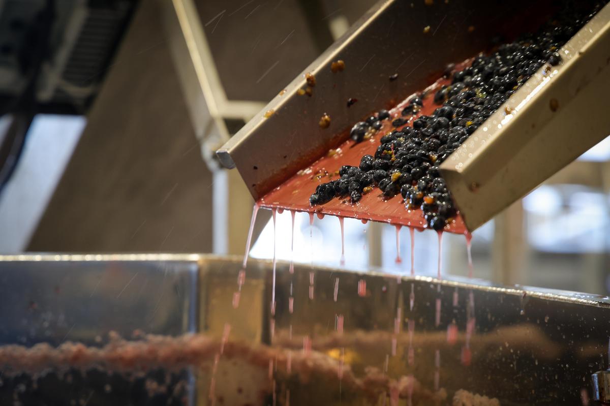 Les nouveaux matériels doivent bonifier la qualité des vins.