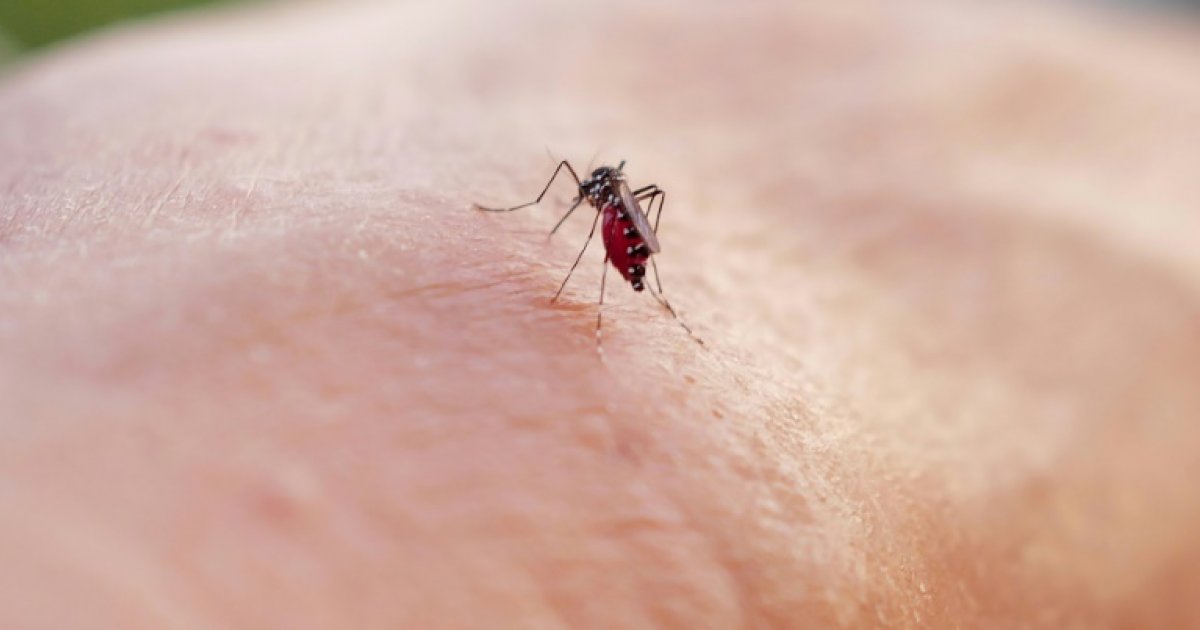 Chikungunya: les contaminations dans l'Hexagone grimpent encore, la vigilance reste de mise : Actualités
