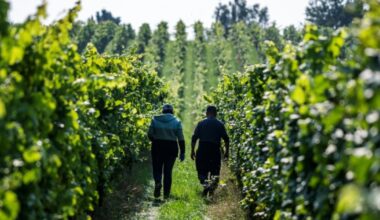 Dans le nord de l'Allemagne, le changement climatique chamboule la viticulture : Actualités