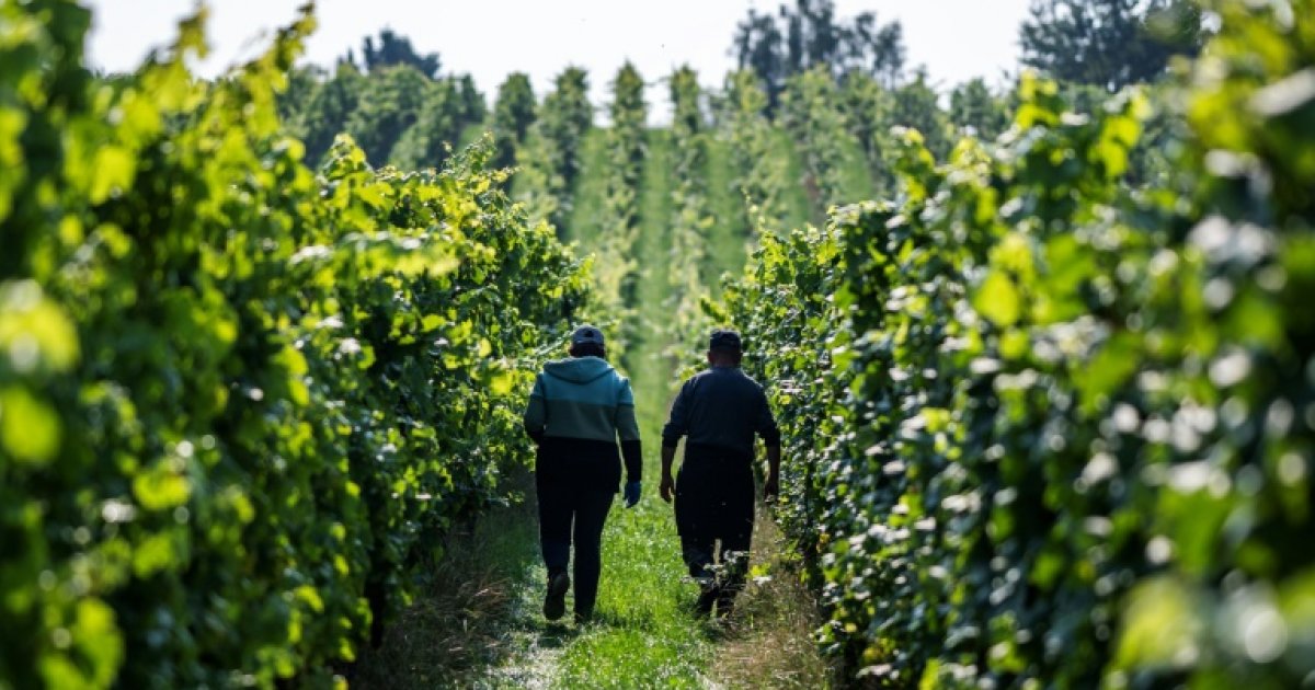 Dans le nord de l'Allemagne, le changement climatique chamboule la viticulture : Actualités
