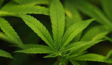 Pourquoi le trafic de cannabis californien explose au Royaume-Uni