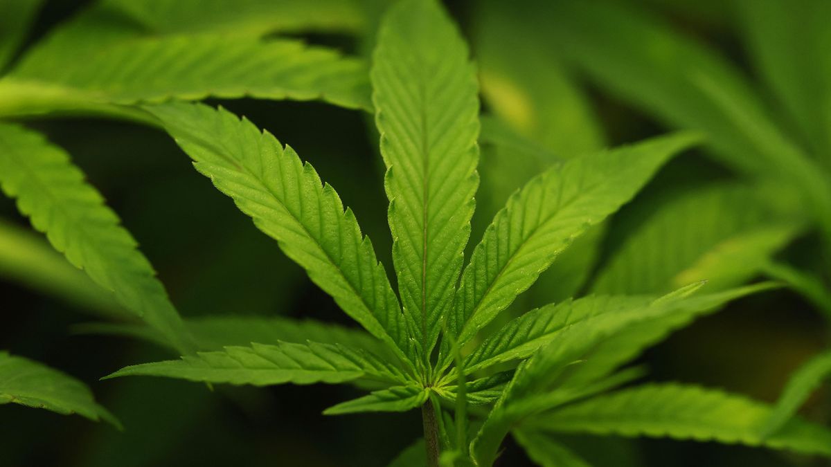 Pourquoi le trafic de cannabis californien explose au Royaume-Uni