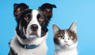 La vraie raison pour laquelle les chats vivent plus longtemps que les chiens surprend même les spécialistes