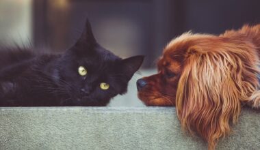 Près de Rouen. Cette commune veut développer sa « brigade éco-chiens »