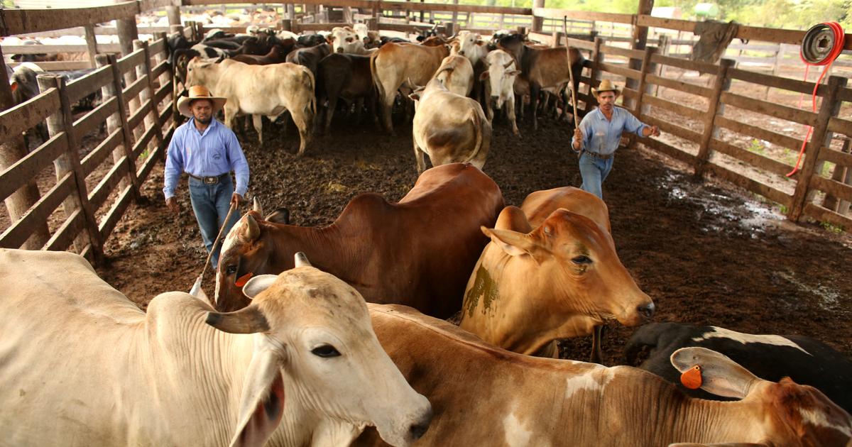 Sucre, viande bovine... les exportations brésiliennes vers les États-Unis en chute de 18,5% sur un an