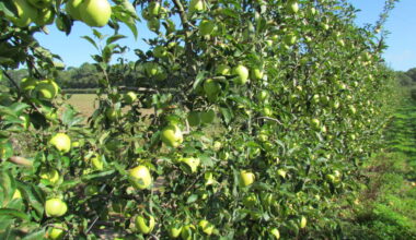 Dans cette exploitation agricole située à Toulouse, on peut cueillir ses pommes bio (à petits prix!)