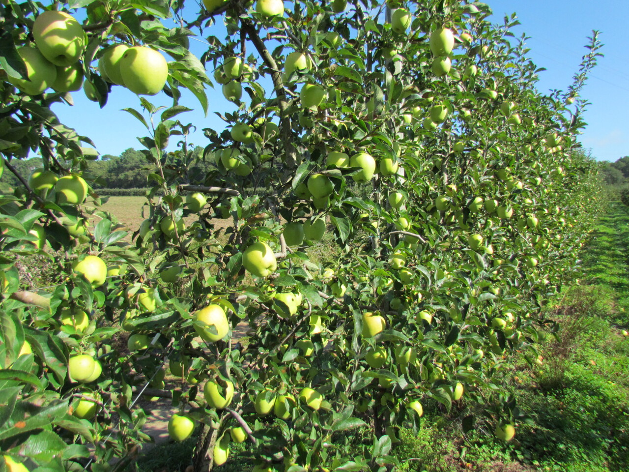 Dans cette exploitation agricole située à Toulouse, on peut cueillir ses pommes bio (à petits prix!)