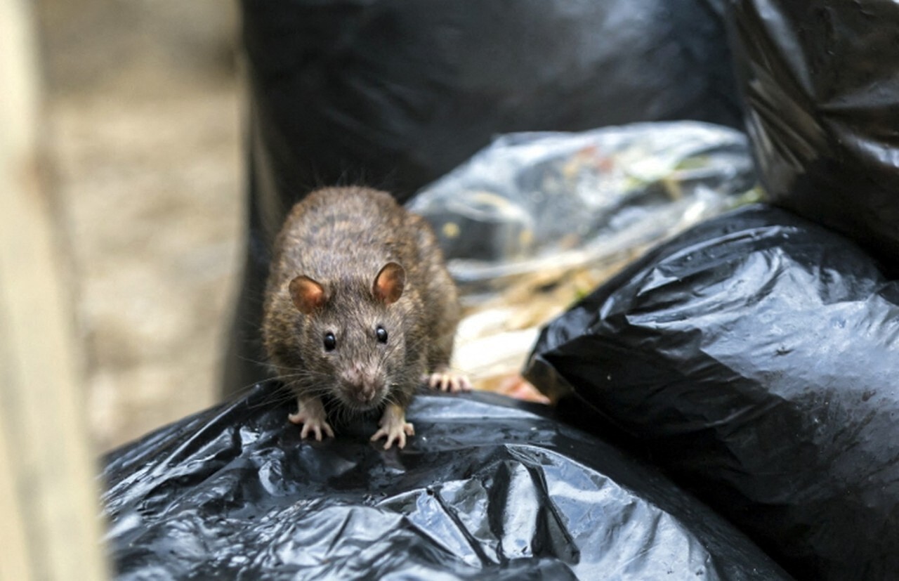 Lyon. Plus de 700 rats attrapés dans ce quartier, l'opération "la plus importante jamais réalisée"