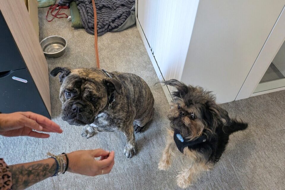 Benny et Chewbacca accompagne tous les jours Sandrine dans son travail.