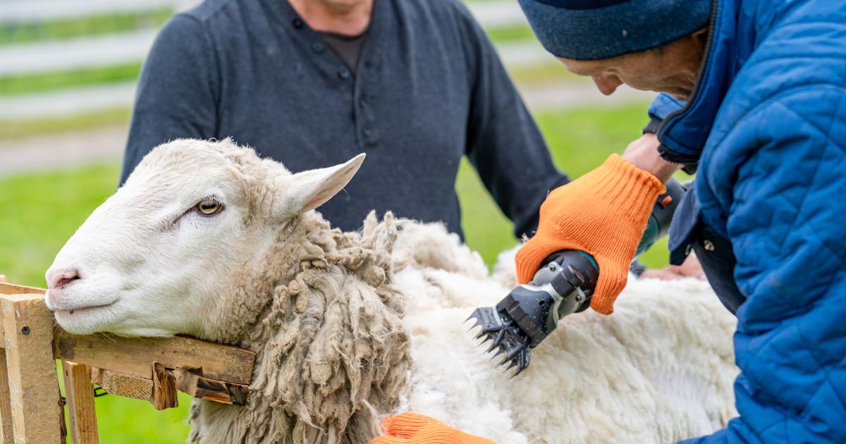 un homme interpellé après avoir mis à mort un mouton dans un parc