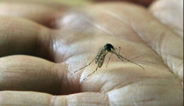 de l'insecticide pulvérisé dans ce quartier de Strasbourg cette nuit