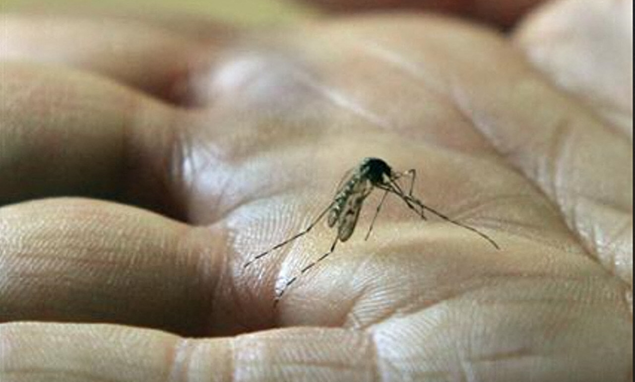 de l'insecticide pulvérisé dans ce quartier de Strasbourg cette nuit