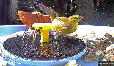 Test Birdfy Bath Pro : un observateur à oiseaux connecté au jardin pour les curieux ou amoureux des bêtes à plume