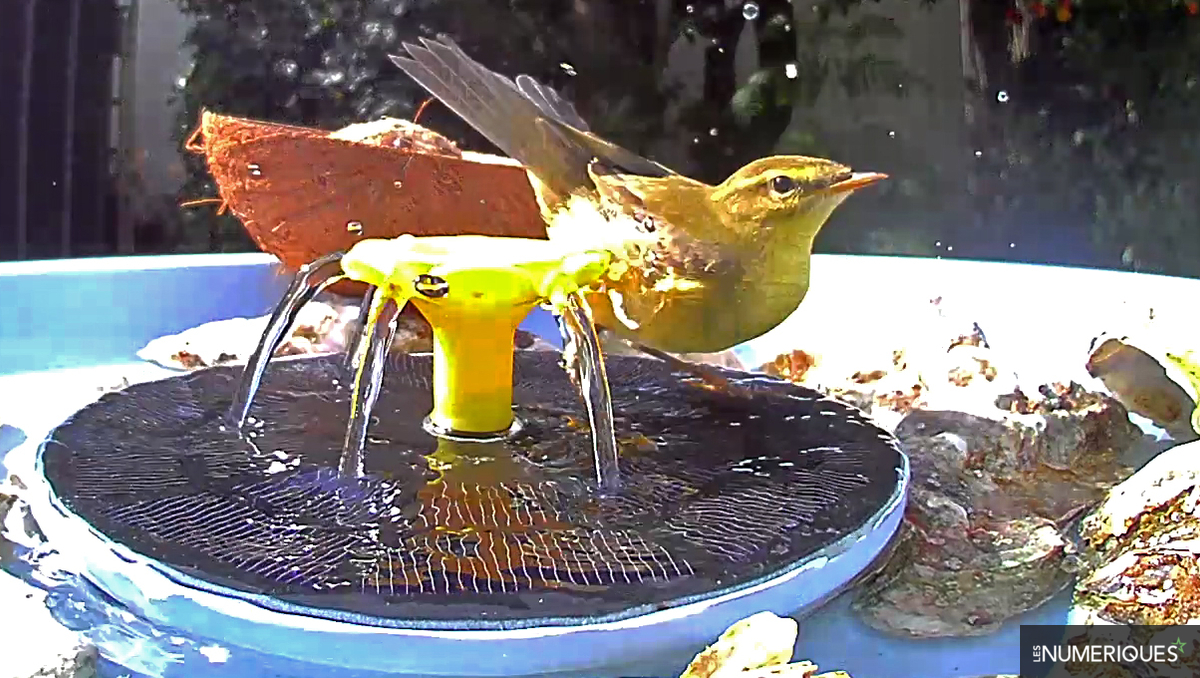 Test Birdfy Bath Pro : un observateur à oiseaux connecté au jardin pour les curieux ou amoureux des bêtes à plume