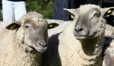 Moutons, lapins, cochons : des animaux de la ferme s'installent à Lyon ce mercredi
