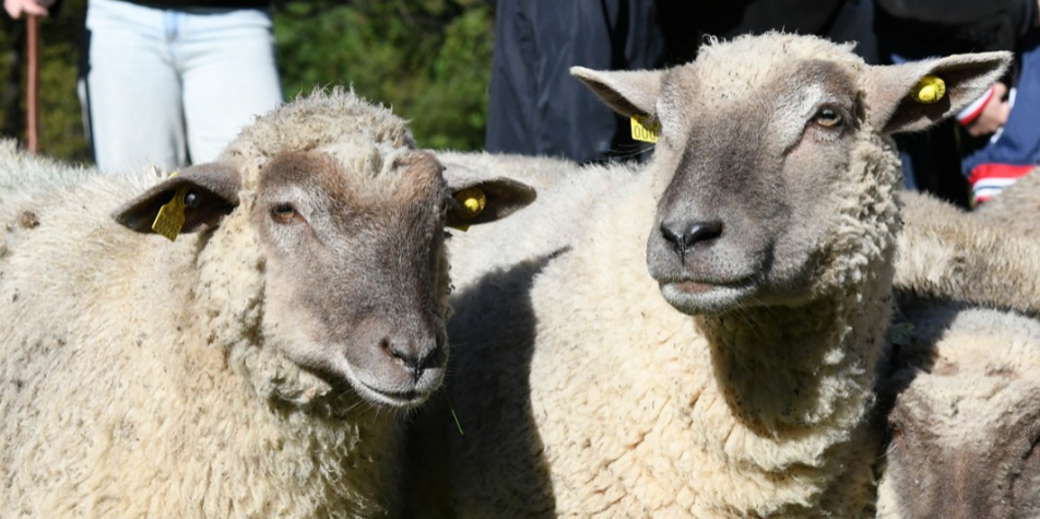 Moutons, lapins, cochons : des animaux de la ferme s'installent à Lyon ce mercredi