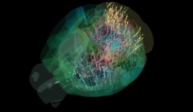 des chercheurs observent le cerveau lors d’une prise de décision