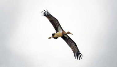 L’Œil du photographe : une cigogne noire dans le ciel de Trévignon