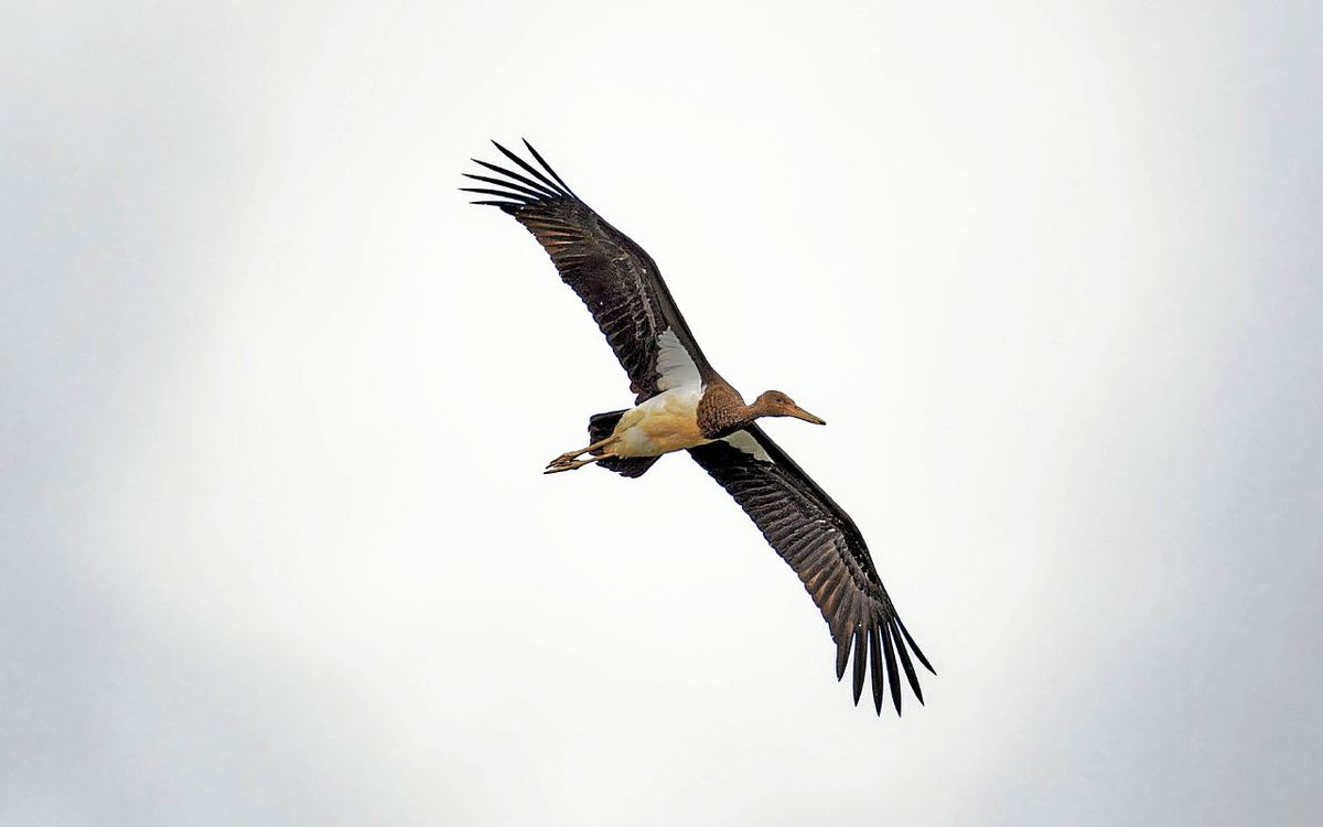 L’Œil du photographe : une cigogne noire dans le ciel de Trévignon
