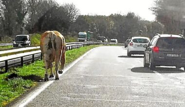 Deux vaches sèment la pagaille sur la quatre voies près de Rennes