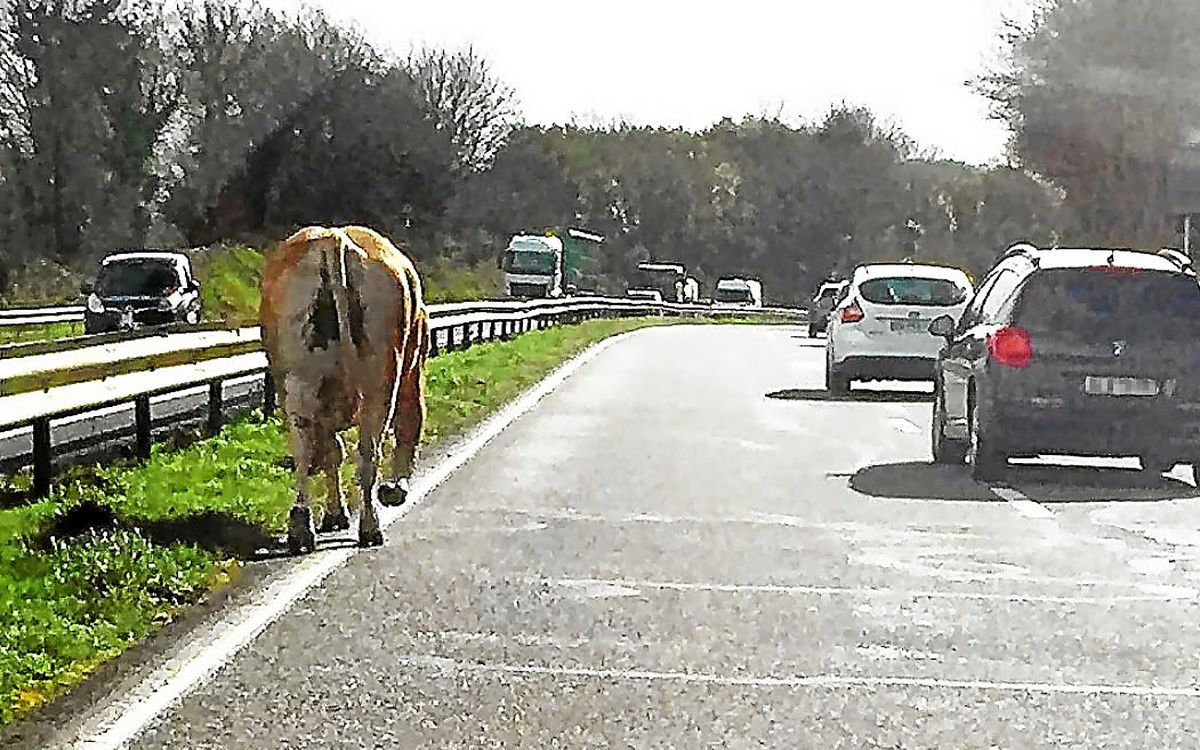 Deux vaches sèment la pagaille sur la quatre voies près de Rennes