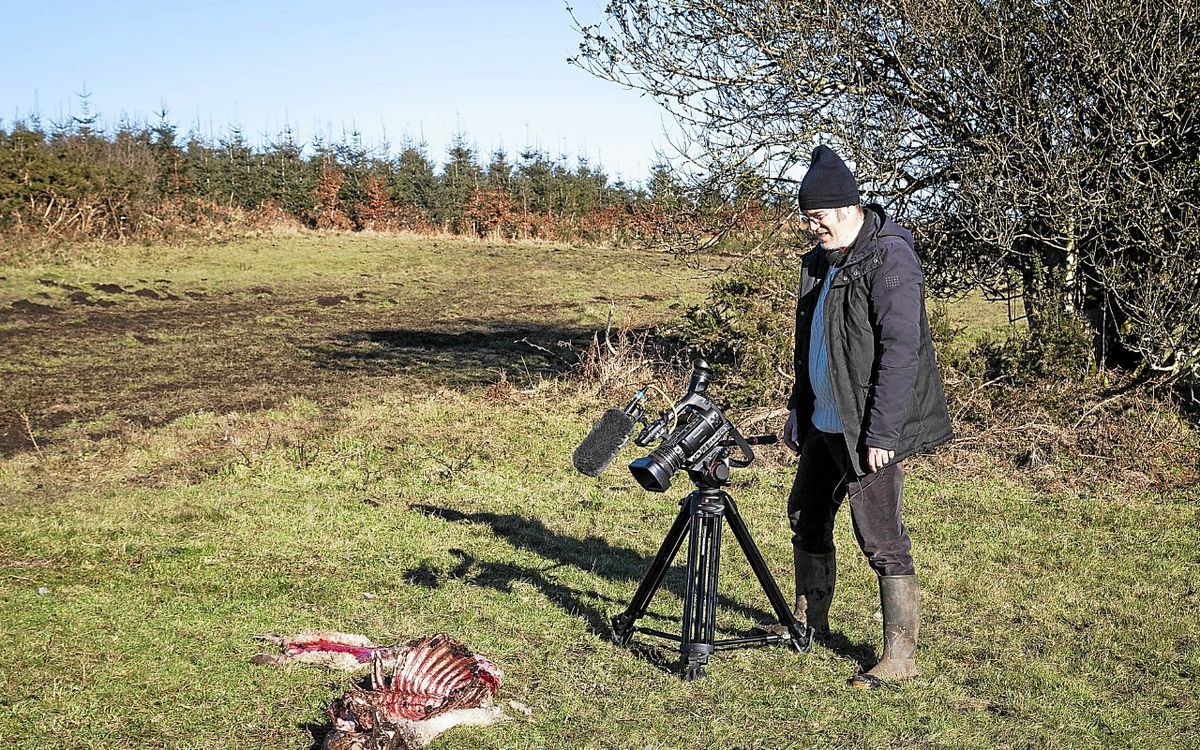 « On ne le voit pas, c’est un fantôme » : le documentariste douarneniste Mathurin Peschet sur les traces du loup dans le Finistère