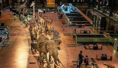 600 000 € de préjudice estimé : de l’or a été volé au Muséum national d’Histoire naturelle à Paris