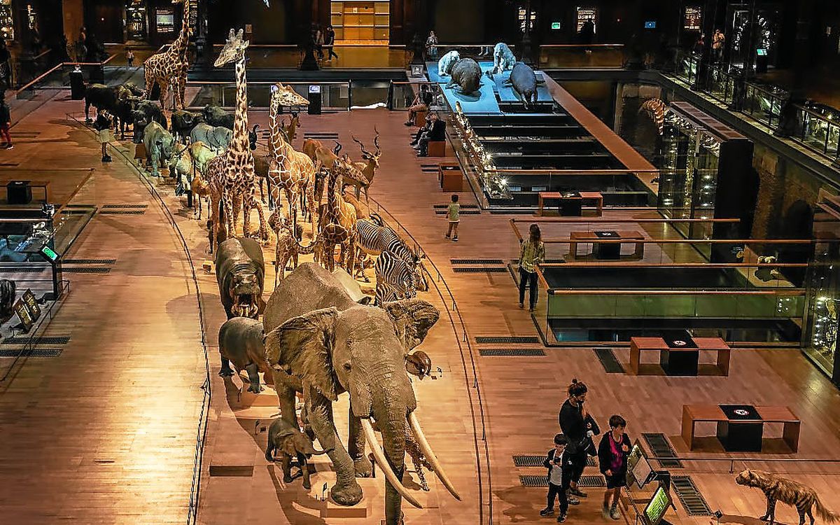 600 000 € de préjudice estimé : de l’or a été volé au Muséum national d’Histoire naturelle à Paris