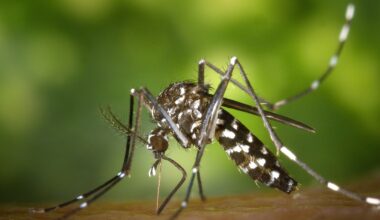 Un cas autochtone de chikungunya détecté dans une commune des Deux-Sèvres