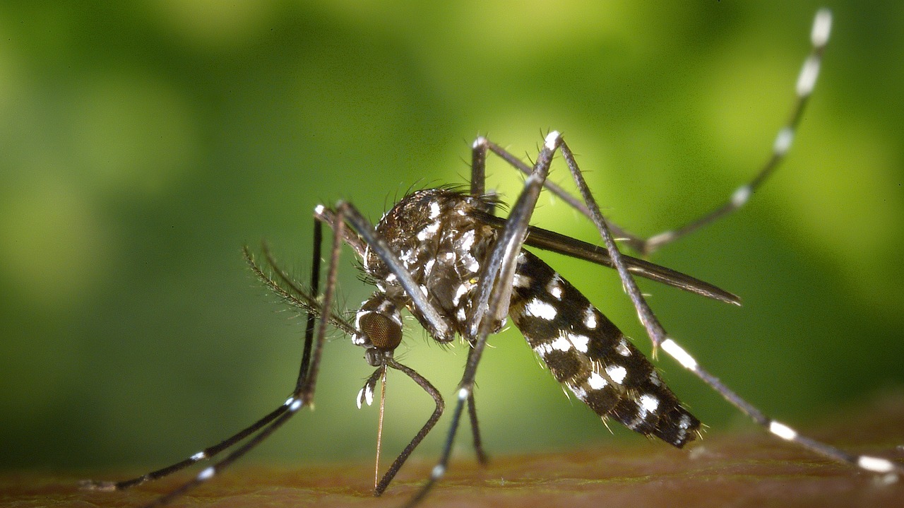 Un cas autochtone de chikungunya détecté dans une commune des Deux-Sèvres