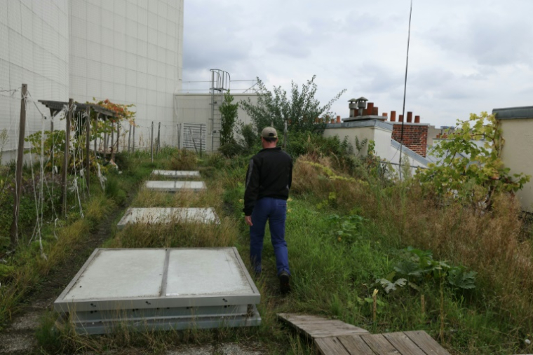 Un potager sur le toit de l'Opéra Bastille géré par la société agricole Topager, le 25 septembre 202 à Paris ( AFP / Thomas SAMSON )
