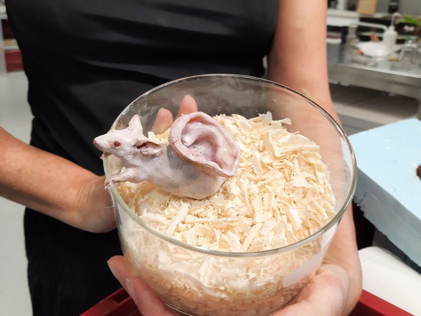 Réalisation de Marie-Françoise Carillo la souris porte-greffe d'oreille