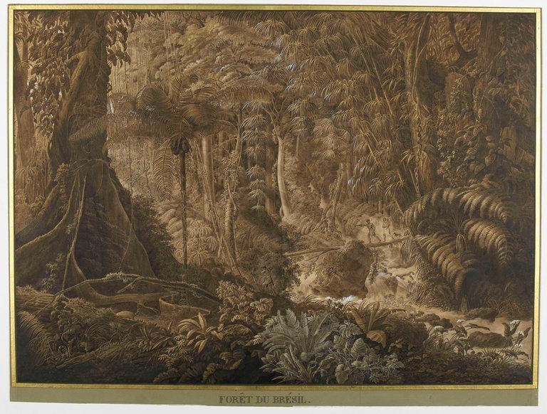 Forêt vierge du Brésil" de Clarac, Charles Othon Frédéric Jean-Baptiste, 1819